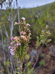 Freylinia densiflora