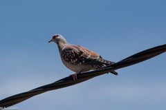Columba guinea
