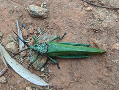 Phymateus viridipes