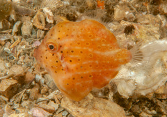 Brachaluteres jacksonianus