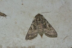 Agrochola griseovariegata