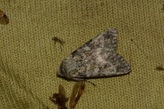 Agrochola griseovariegata