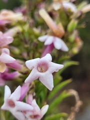 Freylinia densiflora