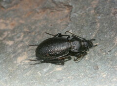 Carabus erosus