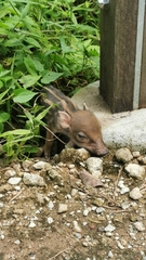 Sus scrofa vittatus