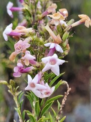 Freylinia densiflora