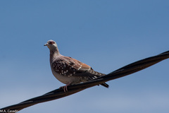 Columba guinea