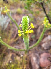 Struthiola argentea