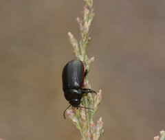 Chrysolina