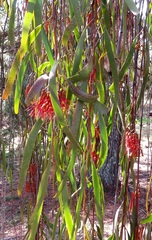 Amyema pendula pendula