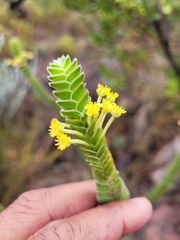 Struthiola argentea