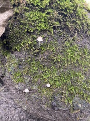 Coprinellus disseminatus