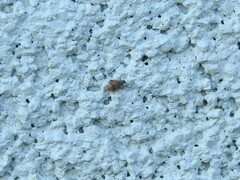 Orchestes steppensis