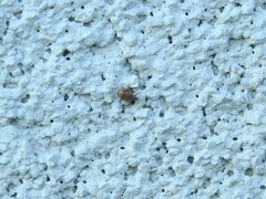 Orchestes steppensis