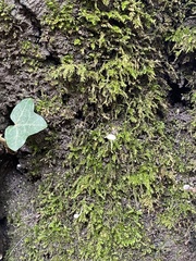 Coprinellus disseminatus
