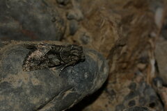 Dryobotodes contermina