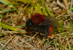 Bombus morawitzi