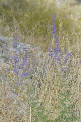 Salvia abrotanoides