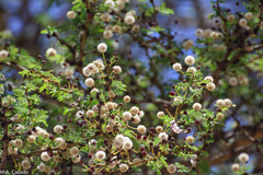 Vachellia xanthophloea