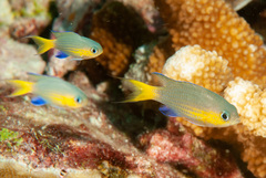 Pycnochromis nigrurus