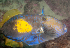 Meuschenia freycineti