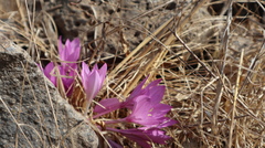 Colchicum feinbruniae