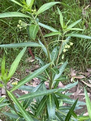 Gomphocarpus