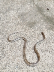 Oligodon taeniolatus