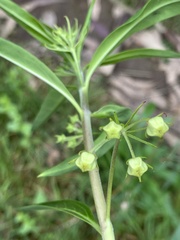 Gomphocarpus