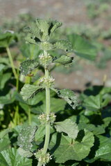 Marrubium