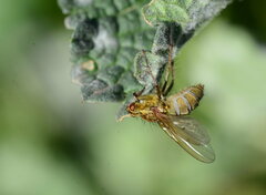 Entomophthora