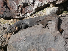 Gallotia stehlini