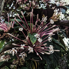 Clerodendrum quadriloculare