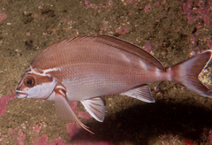 Morwong fuscus