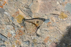 Lasiommata