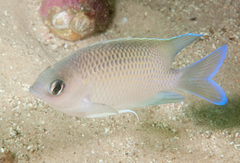 Mecaenichthys immaculatus
