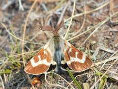 Lemonia sardanapalus