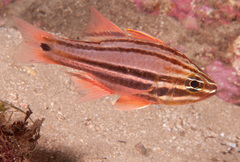 Ostorhinchus limenus