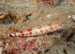 Synodus rubromarmoratus