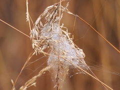 Cheiracanthium punctorium