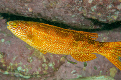 Olisthops cyanomelas