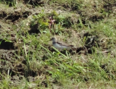 Xenus cinereus
