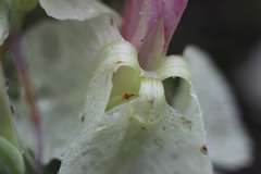 Lechenaultia linarioides