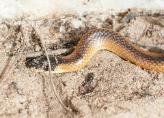 Suta nigriceps