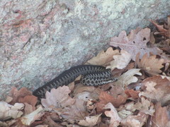 Vipera berus berus