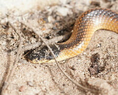 Suta nigriceps