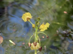 Utricularia foliosa