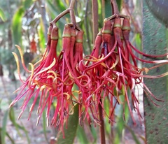 Amyema pendula pendula