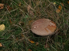 Amanita rubescens