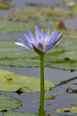 Nymphaea